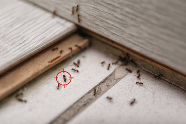Best Pest Removal Services  in Hancock, MD