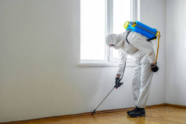 Best Flea Control Services  in Hancock, MD